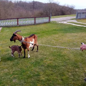 Koza i dva jareta - thumbnail 2