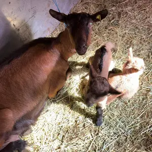 koze i jarad - thumbnail 1