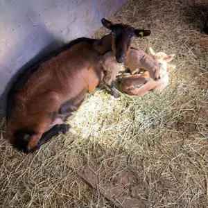 koze i jarad - thumbnail 2