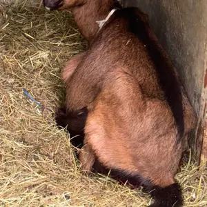 koze i jarad - thumbnail 3