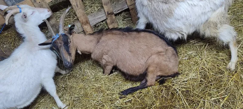 koze i jarići