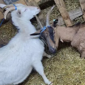 koze i jarići - thumbnail 1