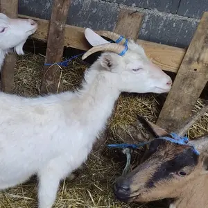 koze i jarići - thumbnail 2