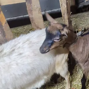 koze i jarići - thumbnail 3