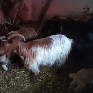 Koze i jarići - thumbnail 1