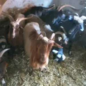 Koze i jarići - thumbnail 2