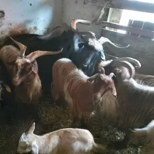 Koze i jarići - thumbnail 3