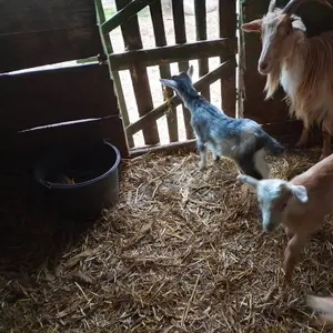 Koze i jarići - thumbnail 4