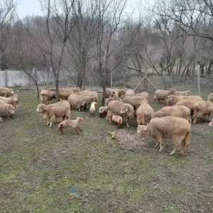 Koze, jarići, ovce - thumbnail 1