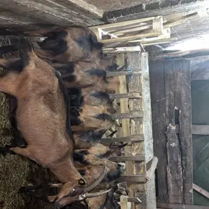 Koze, jarići, ovce - thumbnail 2