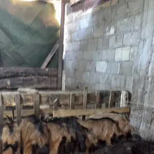 Koze, jarići, ovce - thumbnail 3