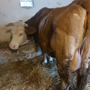 Krava  - thumbnail 1