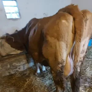 Krava  - thumbnail 2