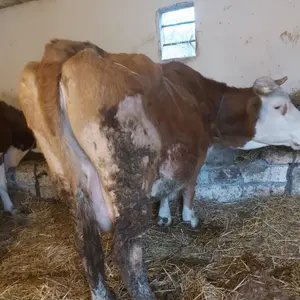 Krava  - thumbnail 3