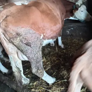 krava i tele - thumbnail 1