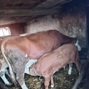 krava i tele - thumbnail 2