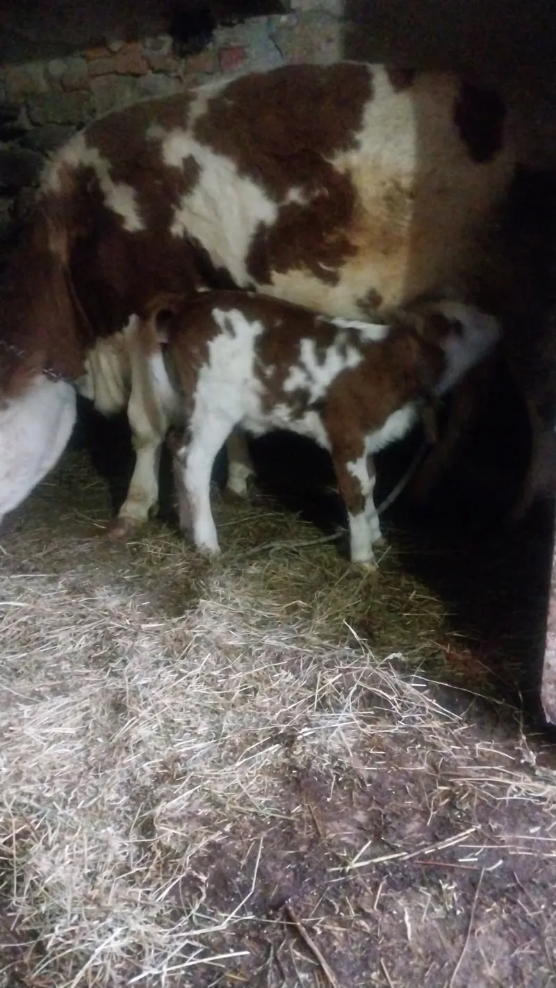 Krava i žensko tele