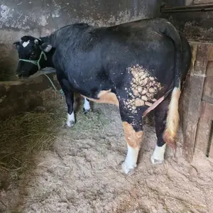 krave i junice - thumbnail 1