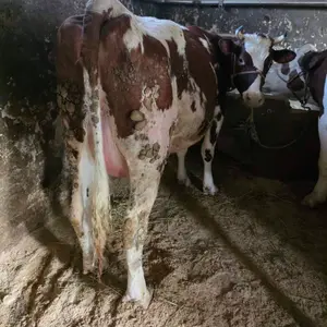 krave i junice - thumbnail 2