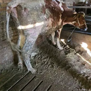 krave i junice - thumbnail 3