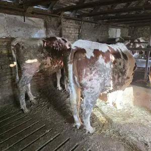 krave i junice - thumbnail 4