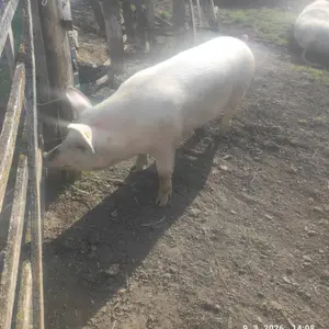 Krmača - thumbnail 1