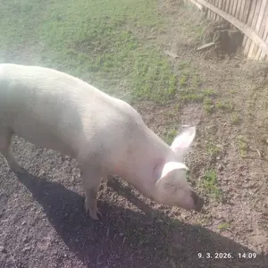 Krmača - thumbnail 2