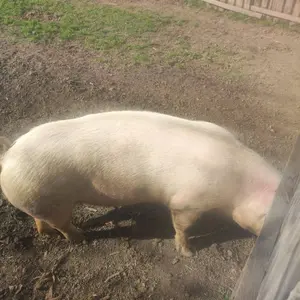 Krmača - thumbnail 3