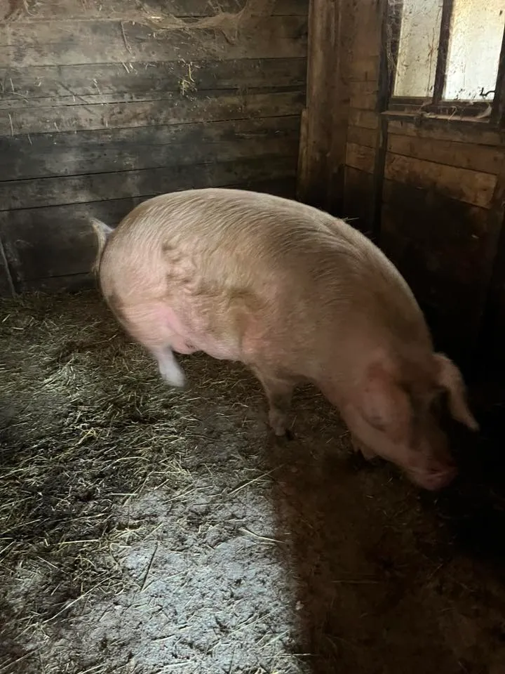 Krmača