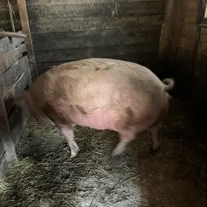 Krmača - thumbnail 3