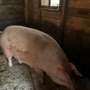 Krmača - thumbnail 1