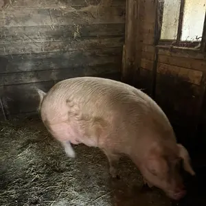 Krmača - thumbnail 3