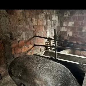 Krmača - thumbnail 1