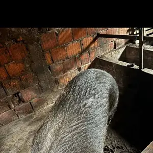 Krmača - thumbnail 2