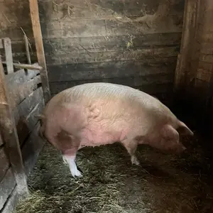 Krmača - thumbnail 3