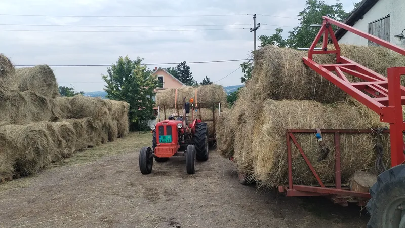 Livadsko seno oko 250 rolni 120*120 cena sa utovarom