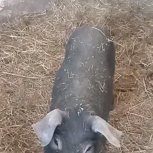 Moravčić - thumbnail 1