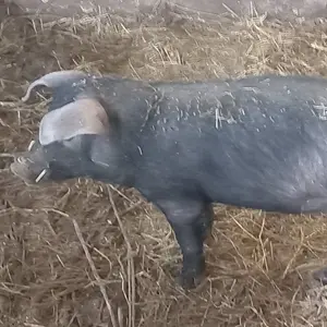 Moravčić - thumbnail 2