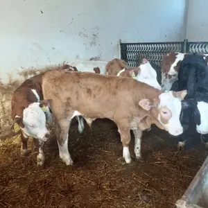 Muška telad - thumbnail 1