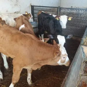 Muška telad - thumbnail 2