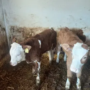 Muška telad - thumbnail 3