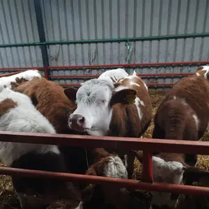 Muška telad - thumbnail 1