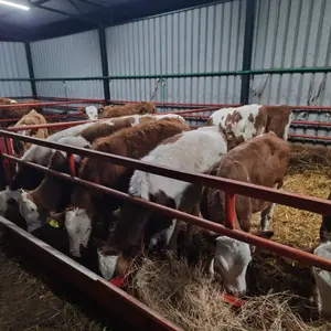 Muška telad - thumbnail 2