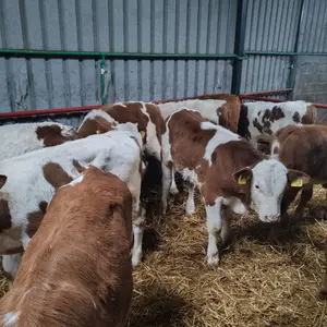 Muška telad - thumbnail 3