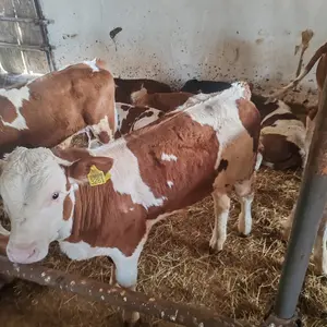 Muska telad - thumbnail 1