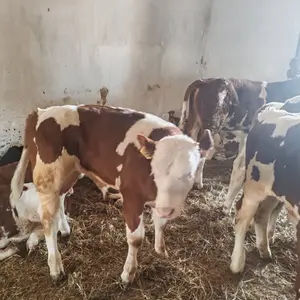 Muska telad - thumbnail 2