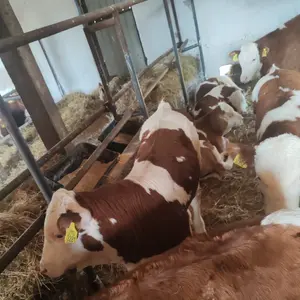 Muska telad - thumbnail 3