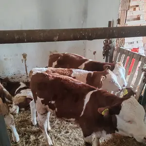 Muska telad - thumbnail 4