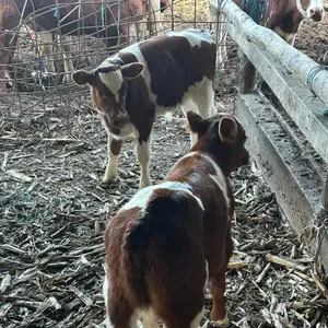 Muška telad - thumbnail 1