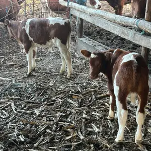 Muška telad - thumbnail 2